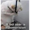 Gatitos 22