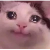 Gatitos 23