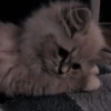 you little kitty 24