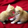 Gatitos 24