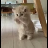 you little kitty 25