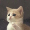 you little kitty 27