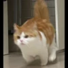you little kitty 28