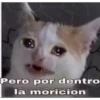 Gatitos 26