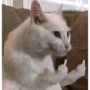 Gatitos 27
