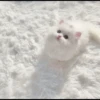 you little kitty 29