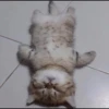 you little kitty 30