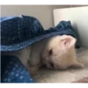 Gatitos 29
