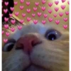Gatitos 30