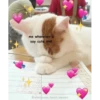 me whenever u
say cute shit
wholesome heart.memes