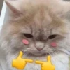 meow 6
