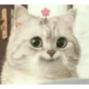 meow 16