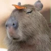 Capy Slay 9