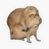 CAPYBARA 8