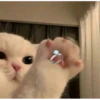 meow 21