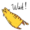 Yellow Home Cat 9