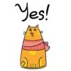 Yellow Home Cat 10