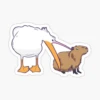 CAPYBARA 13