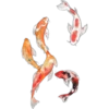 Peces Koi❥ ︎ͫ1 Clásica 26