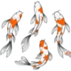 Peces Koi❥ ︎ͫ1 Clásica 27