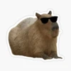 CAPYBARA 15