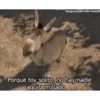 Animales I 25