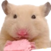 Emojis de Hámsters 8