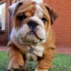 little dogs 5