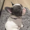 little dogs 6