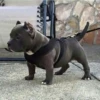 little dogs 9