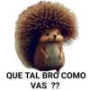 QUE TAL BRO COMO
VAS ??
