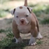 little dogs 10
