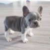 little dogs 11