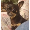 CHIHUAHUAS 5