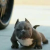little dogs 13