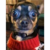CHIHUAHUAS 8