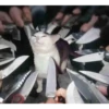 for vlad & RAGE 17