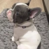 little dogs 15