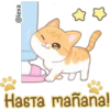 Gatito Quesito 16