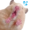 Emojis de Hámsters 24