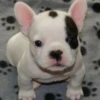 little dogs 20