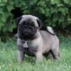 little dogs 21