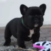 little dogs 24