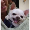 CHIHUAHUAS 11