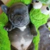 little dogs 25