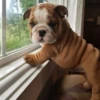 little dogs 28