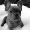 little dogs 30