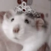 Mouse 5