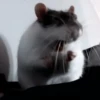 Mouse 7