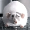 Mouse 8